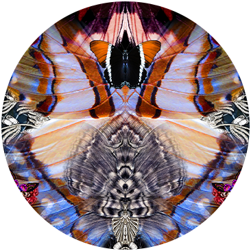 WINGS OF MARIPOSA